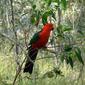 King parrot in the Australian bush