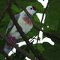 Many-coloured Fruit-Dove (Ptilinopus perousii)