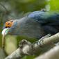 Chestnut-bellied Malkoha (Phaenicophaeus sumatranus)