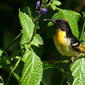 Orange-breasted Myzomela (Myzomela jugularis)