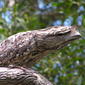 Podargus strigoides (Tawny Frogmouth) - Juvenile