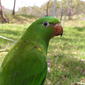 Trichoglossus chlorolepidotus (Scaly-breasted Lorikeet)