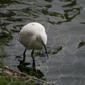 Egretta garzetta nigripes (Little Egret)