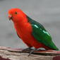 Alisterus scapularis (Australian King Parrot)