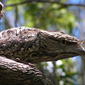 Podargus strigoides (Tawny Frogmouth) - Juvenile