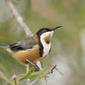 Eastern Spinebill