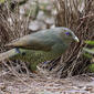 Satin Bowerbird