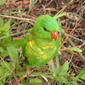 Trichoglossus chlorolepidotus (Scaly-breasted Lorikeet) - Juvenile