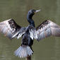 BIGUÁ (Phalacrocorax brasilianus)