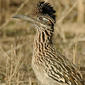 Greater Roadrunner