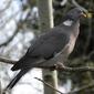 090412_columba_palumbus_32