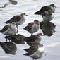 Ruff, Martin Mere January 2009