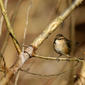 Phylloscopus fuscatus