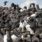 A few guillemots...