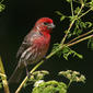 Carpodacus mexicanus