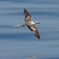 Bridled Tern