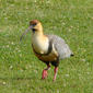 Curicaca, Bandurria (Theristicus melanopis)