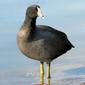 American Coot