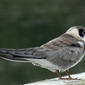 BLACK TERN  (Chlidonias niger)