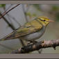 Wood Warbler (Phylloscopus sibilatrix)