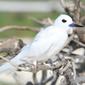 White Tern