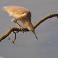 Crabier chevelu Ardeola ralloides - Squacco Heron