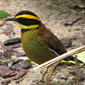 Pitta guajana (Banded Pitta) - captive female