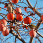 Sparrows and Japanese White-eye on Japanese Persimmon Tree