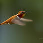 Rufous Hummingbird - Fiery Gorget!