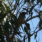 Pachycephala rufiventris (Rufous Whistler) - female