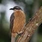 Victoria's Riflebird - Female