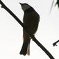 Pachycephala rufiventris (Rufous Whistler) - male