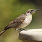 Little Friarbird