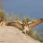 Female Burrowing Owl and Owlet (Athene cunicularia)