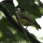 White-faced Robin (Tregellasia leucops albigularis)