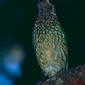 Green Catbird (Ailuroedus crassirostris)