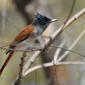 Asian paradise flycatcher female