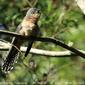 Fan-tailed Cuckoo (Cacomantis flabelliformis)