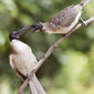 Noisy Friarbirds