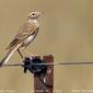 Australasian Pipit  (Anthus novaeseelandiae)