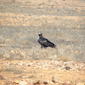 Wedge Tailed Eagle