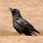 Fish Crow