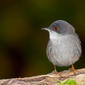 Curruca cabecinegra