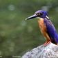 Azure Kingfisher (Alcedo azurea)