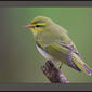 Wood Warbler (Phylloscopus sibilatrix)