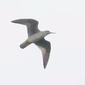 Wandering Tattler in flight at Kahuku, O'ahu, Hawaii