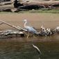 Ardea pacifica (White-necked Heron)