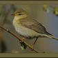 Willow Warbler (Phylloscopus trochilus)