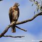 Red Goshawk  (Erythrotriorchis radiatus)