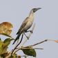 Little Friarbird (Philemon citreogularis)